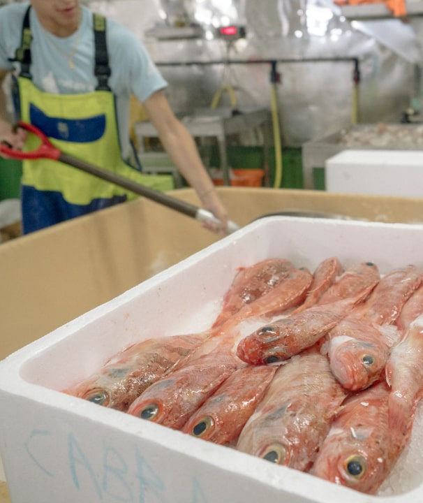 cabracho-min pescado cabracho